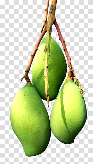 Three unripe green mangoes hanging from a branch against a transparent background.