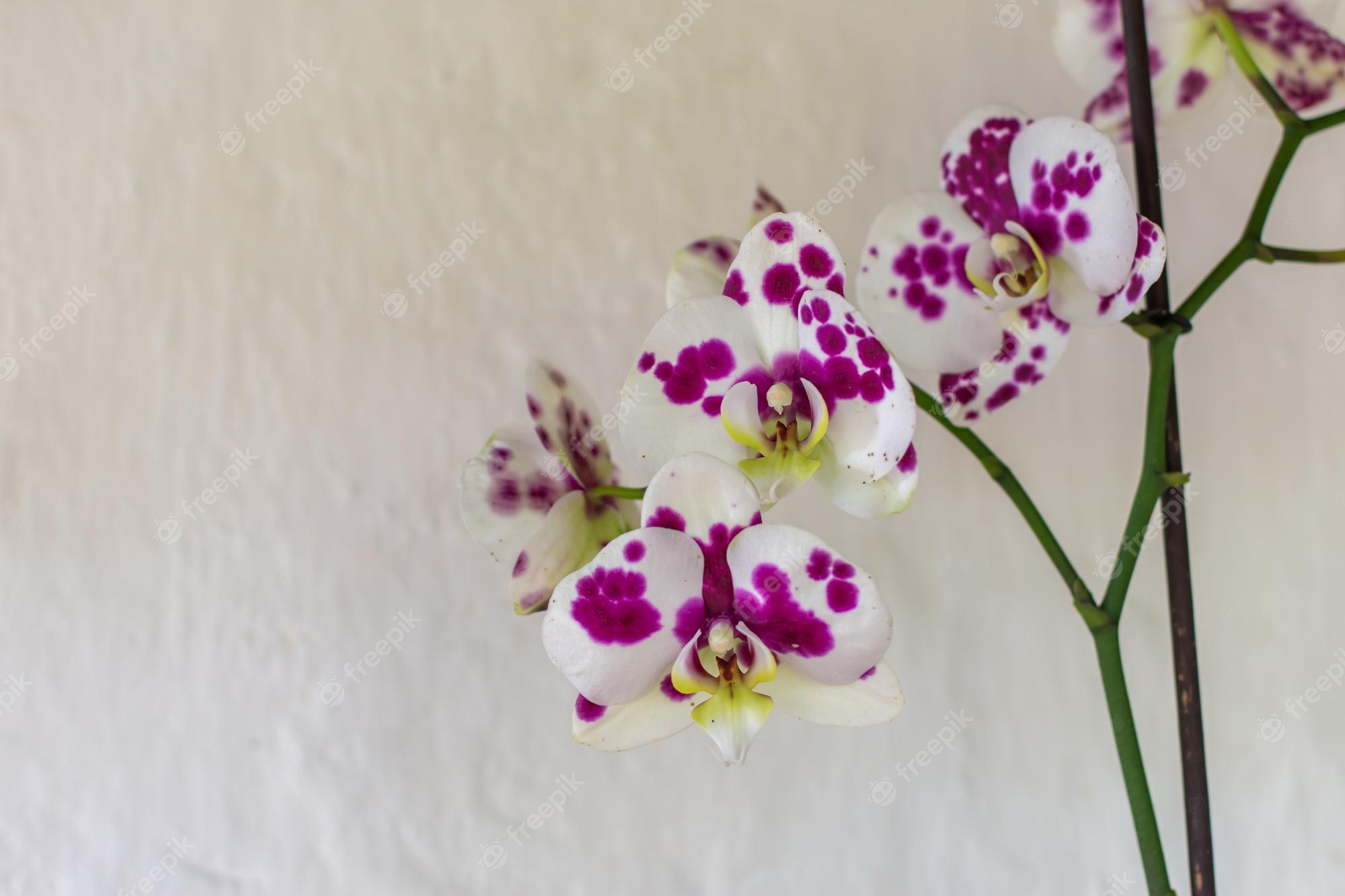 710+ Colombian Orchid Stock Photos, Pictures & Royalty-Free Images ...