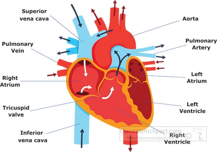 Diagrams - Clip Art Library