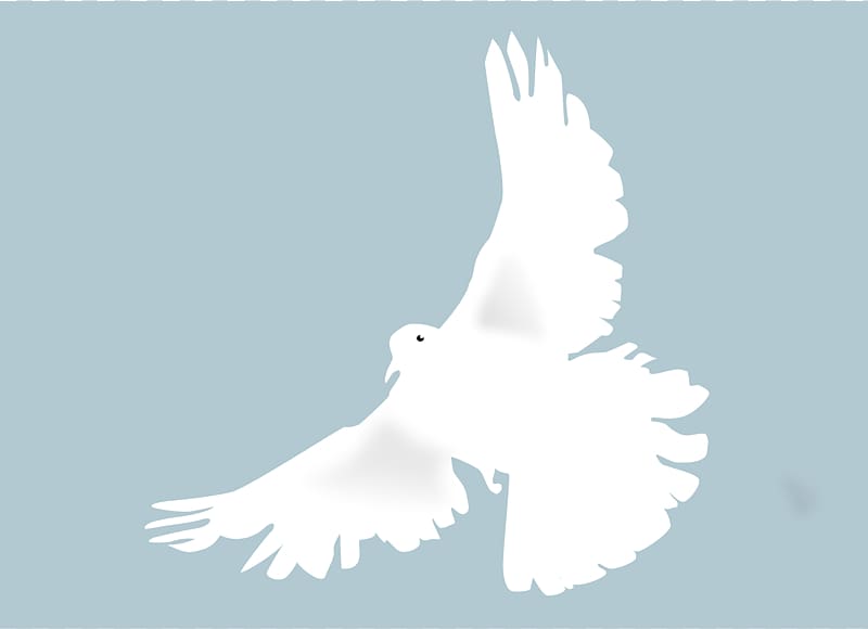 White dove in flight with outstretched wings against a soft blue background, symbolizing peace and hope.