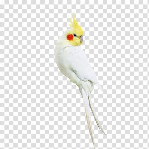White Cockatiel with Yellow Crest - High-Quality Transparent PNG