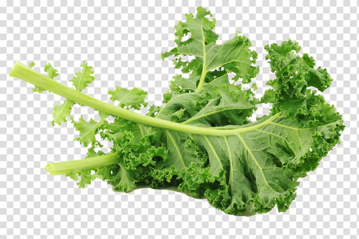 Fresh green kale leaves with ruffled edges and thick stems on transparent background.