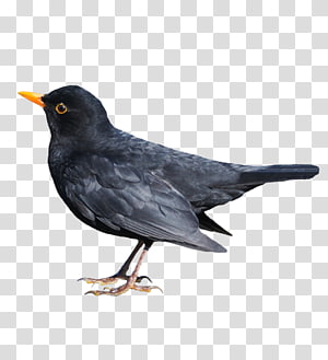 A male common blackbird (Turdus merula) with glossy black plumage, bright orange beak, and yellow eye-ring, standing on a transparent background.