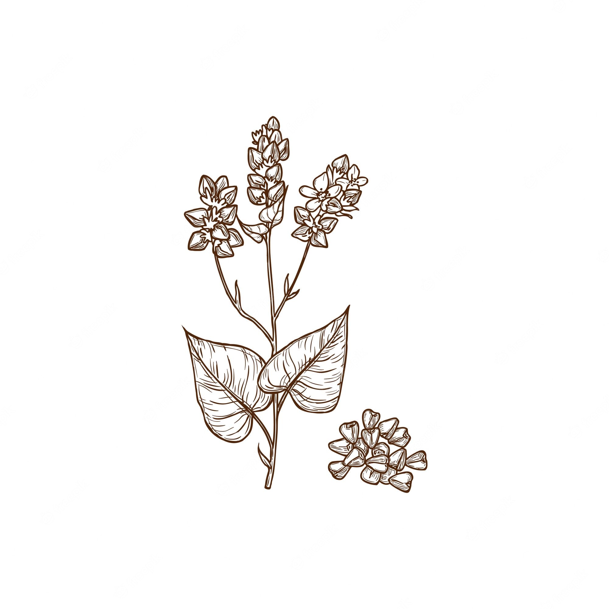 Line drawing of buckwheat plant with flowers, leaves, and seeds in brown ink on white background.