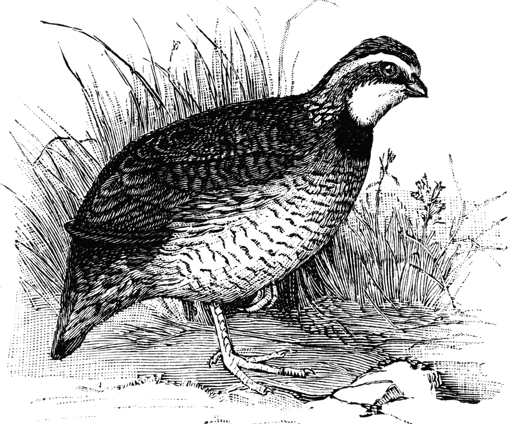 Illustration of a Quail in Natural Habitat - Vintage Scientific Drawing