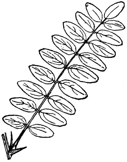 Black-and-white line drawing of a pinnately compound leaf with opposite leaflets and a pointed base.