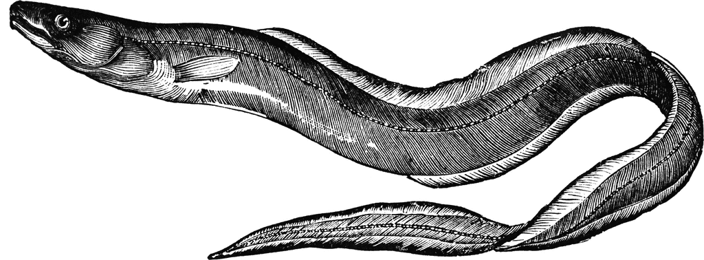 Eel Illustration - Vintage Scientific Engraving of Anguilla Species