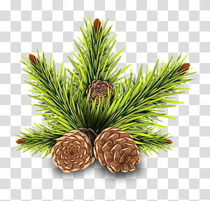 Pine branches with two brown pinecones and green needles on transparent background.