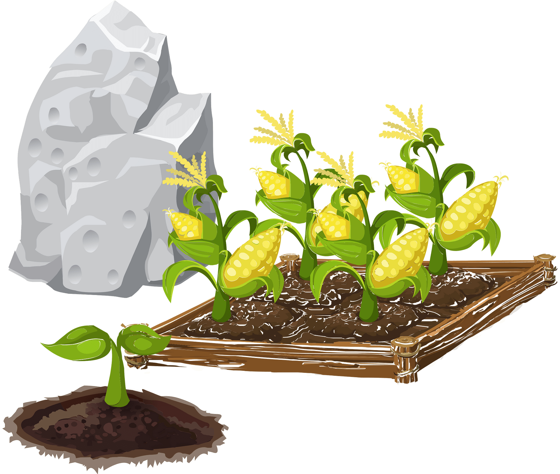 Illustration of corn growth stages from seedling to mature ears in a raised bed beside a rock.