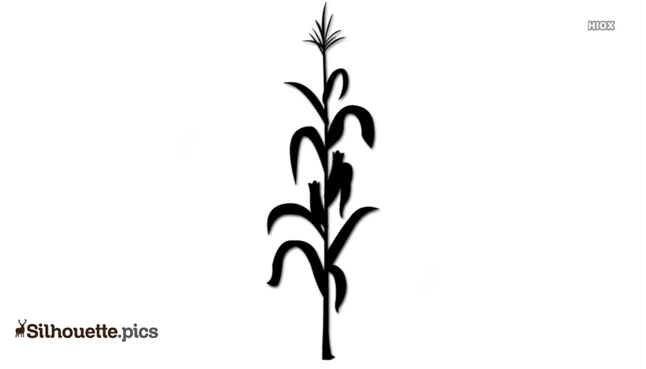 Free Corn Stalk Download Free Corn Stalk Png Images Free ClipArts On 