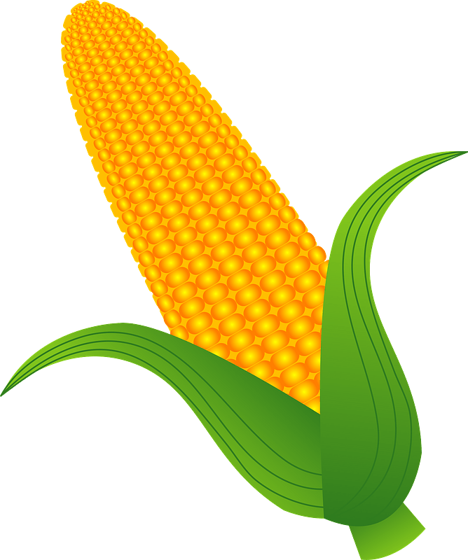Fresh Corn on the Cob - Nutrition, Uses & Culinary Tips