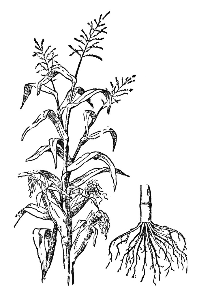 Maize (Zea mays) Botanical Illustration - Plant Structure & Root System