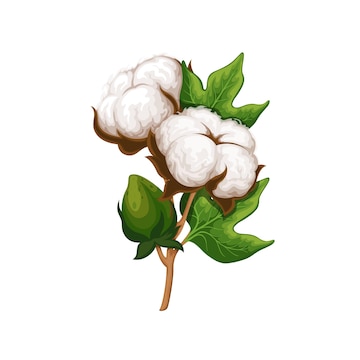 Cotton clipart. Free download transparent .PNG Clipart Library - Clip ...