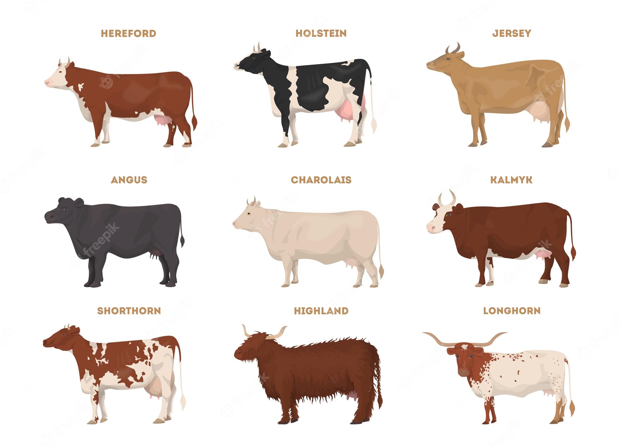 Farm animal - Cow. Shorthorn - The Best Beef Cattle Breeds. Vector ...