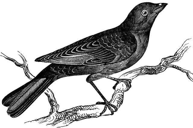 Black bird with detailed feather patterns perched on a bare branch, vintage engraved illustration style.