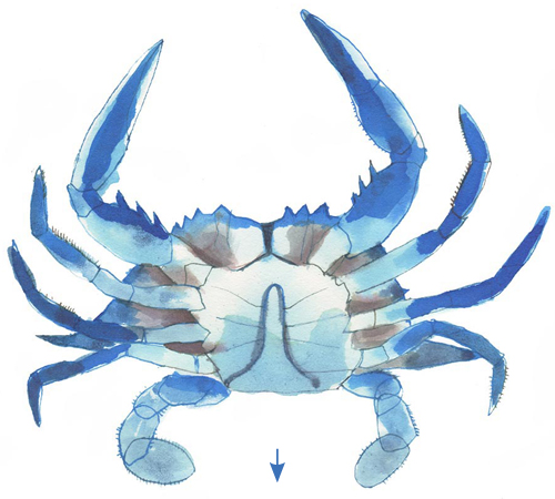 Watercolor illustration of a blue crab viewed from above, showing its claws, legs, and segmented carapace.