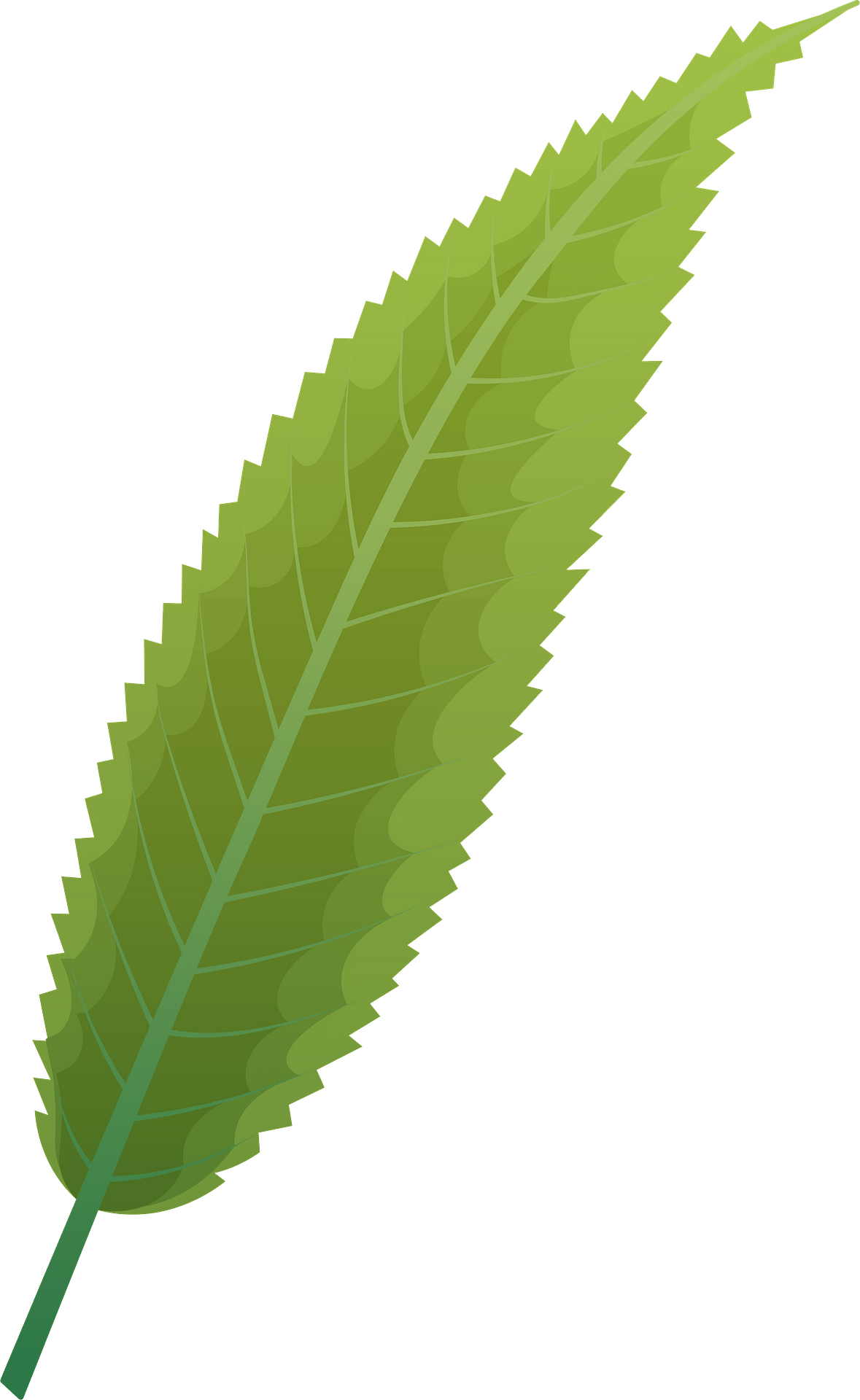 willow leafs - Clip Art Library