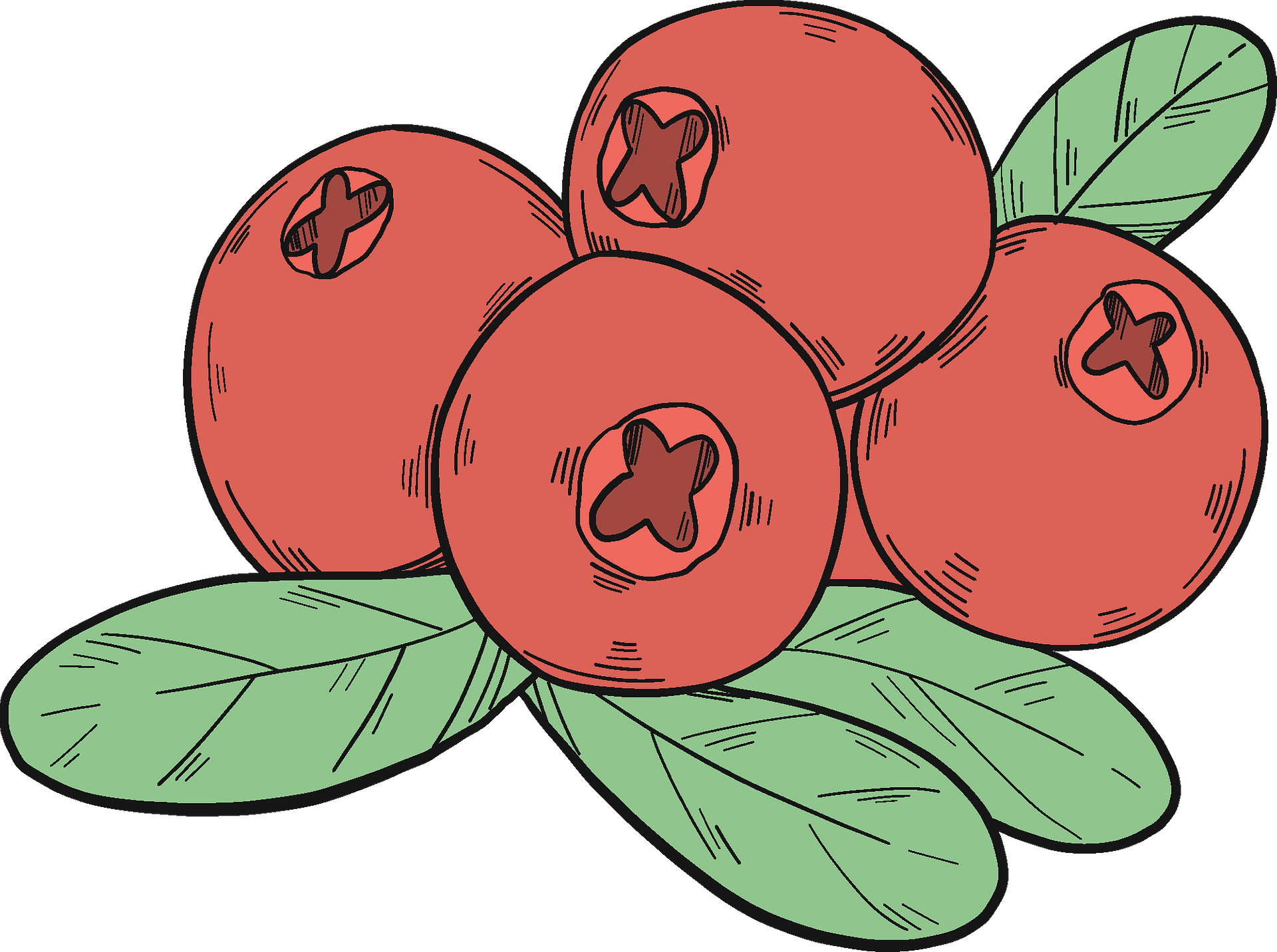 Discover The Power Of Cranberry Cliparts Illustrations To Promote 