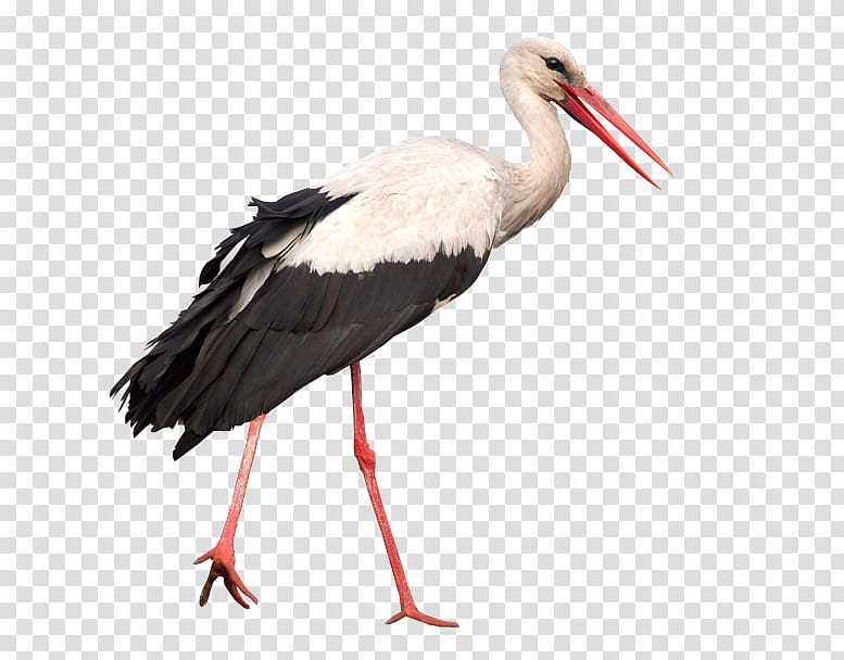 White stork with black wings, long red legs and beak, standing on transparent background.