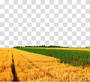 Harvest-Ready Wheat Field with Adjacent Green Crops | Agricultural Landscape
