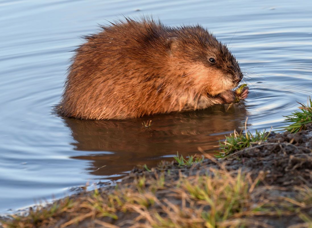 muskrats Clip Art Library