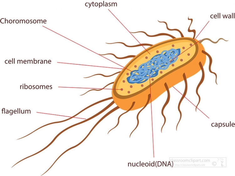 File:Escherichia coli by togopic.png - Wikimedia Commons - Clip Art Library