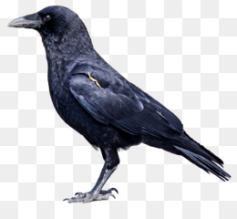 A black crow standing in profile against a transparent background, showcasing glossy feathers and sharp beak.