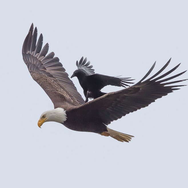 A bald eagle in flight with a crow perched on its back against a pale sky.