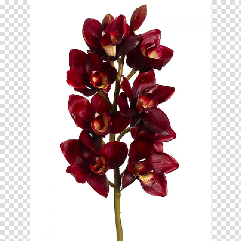 Deep burgundy orchid flower cluster with golden-yellow centers on a green stem, isolated on transparent background.