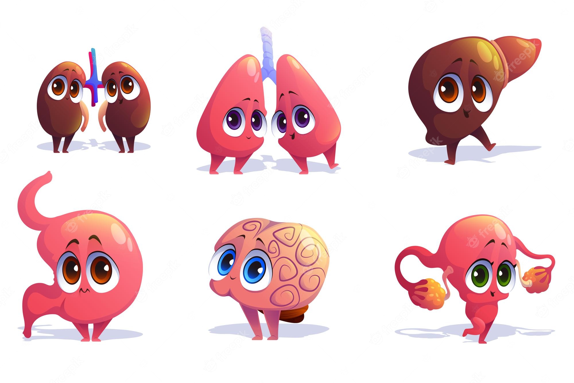 Kidneys Clip Art 16535624 PNG Clip Art Library Kidneys Clip Art 16535624 PNG Clip Art Library
