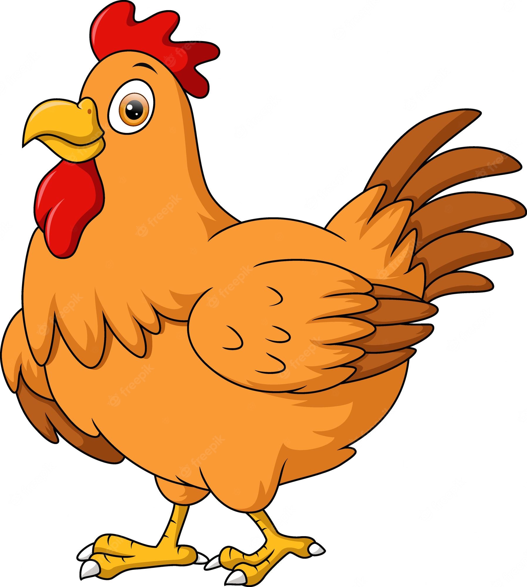 Chicken On White Background Stock Illustration - Download Image