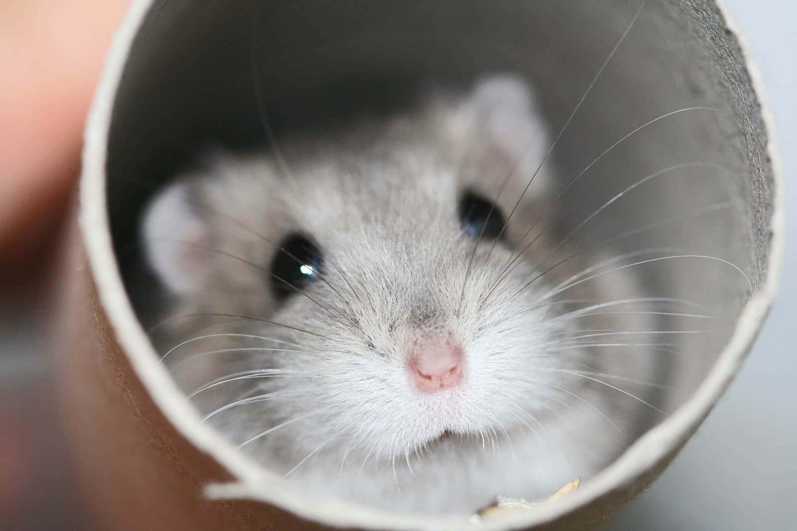 A curious gray-and-white hamster peeks out from inside a cardboard tube, eyes wide and whiskers fanned.