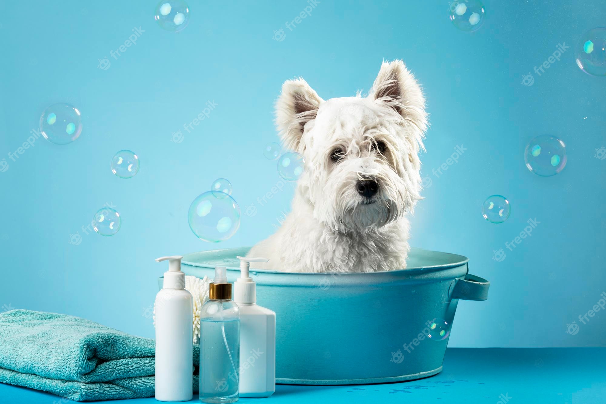 A wet white West Highland Terrier sits in a blue tub surrounded by bubbles, with grooming products and a towel nearby.