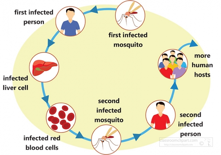 Malaria transmission cycle showing human and mosquito infection stages, liver and blood cell involvement.