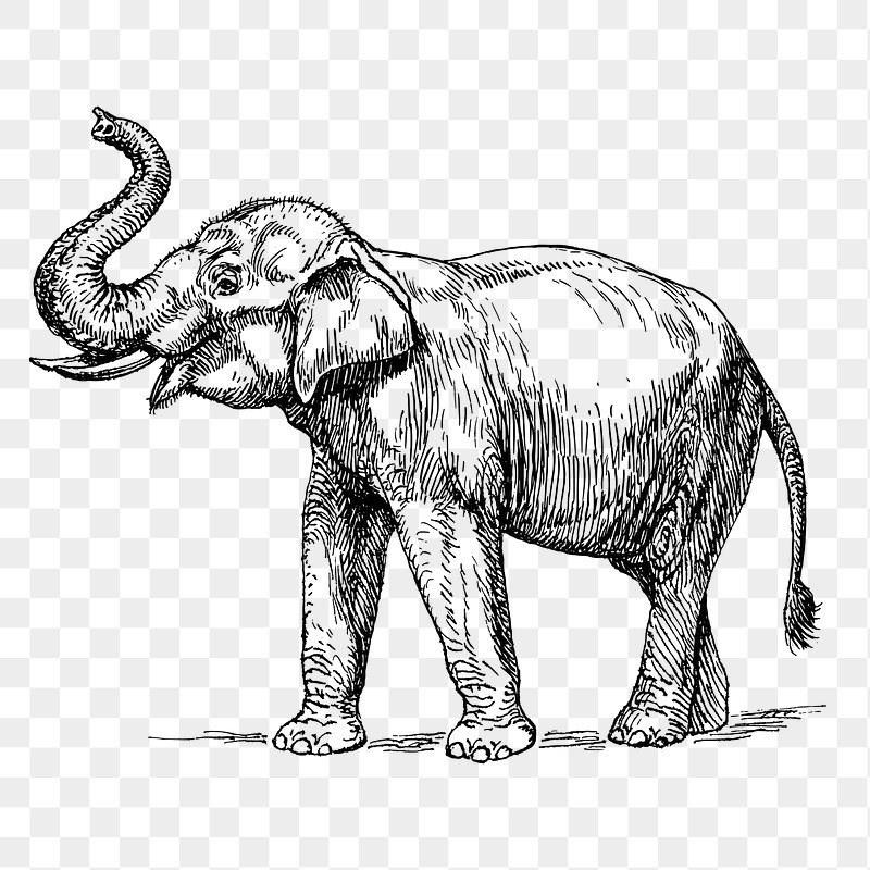 Black-and-white line drawing of an elephant with raised trunk and visible tusks, detailed sketch style on transparent background.