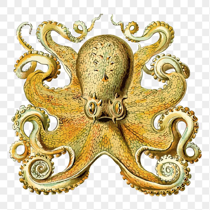 Vintage-style illustrated octopus with detailed textured skin and swirling tentacles on transparent background.