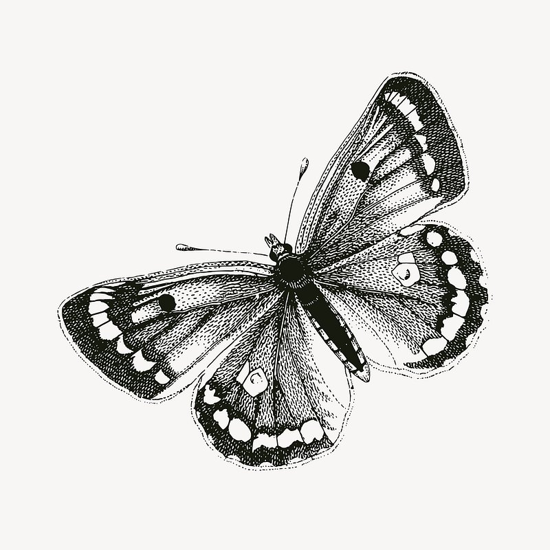 Vintage Butterfly Illustration - Botanical Art Print & Digital Download