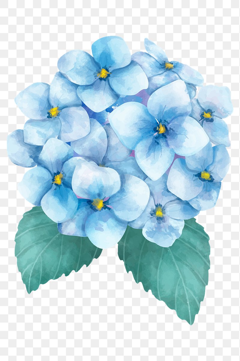 Watercolor illustration of light blue hydrangea flowers with yellow centers and green leaves on transparent background.