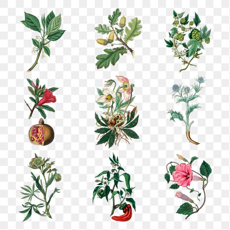 Botanical Herbs Sketch. Vintage Botanical Herb And Flower Hand - Clip ...