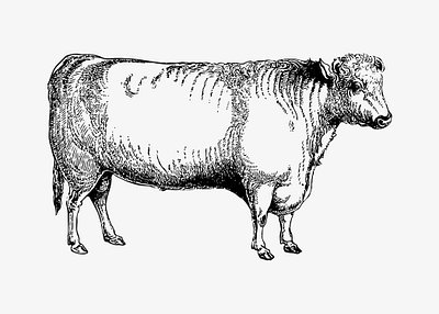 Black-and-white line drawing of a standing cow, detailed with shading and anatomical features.