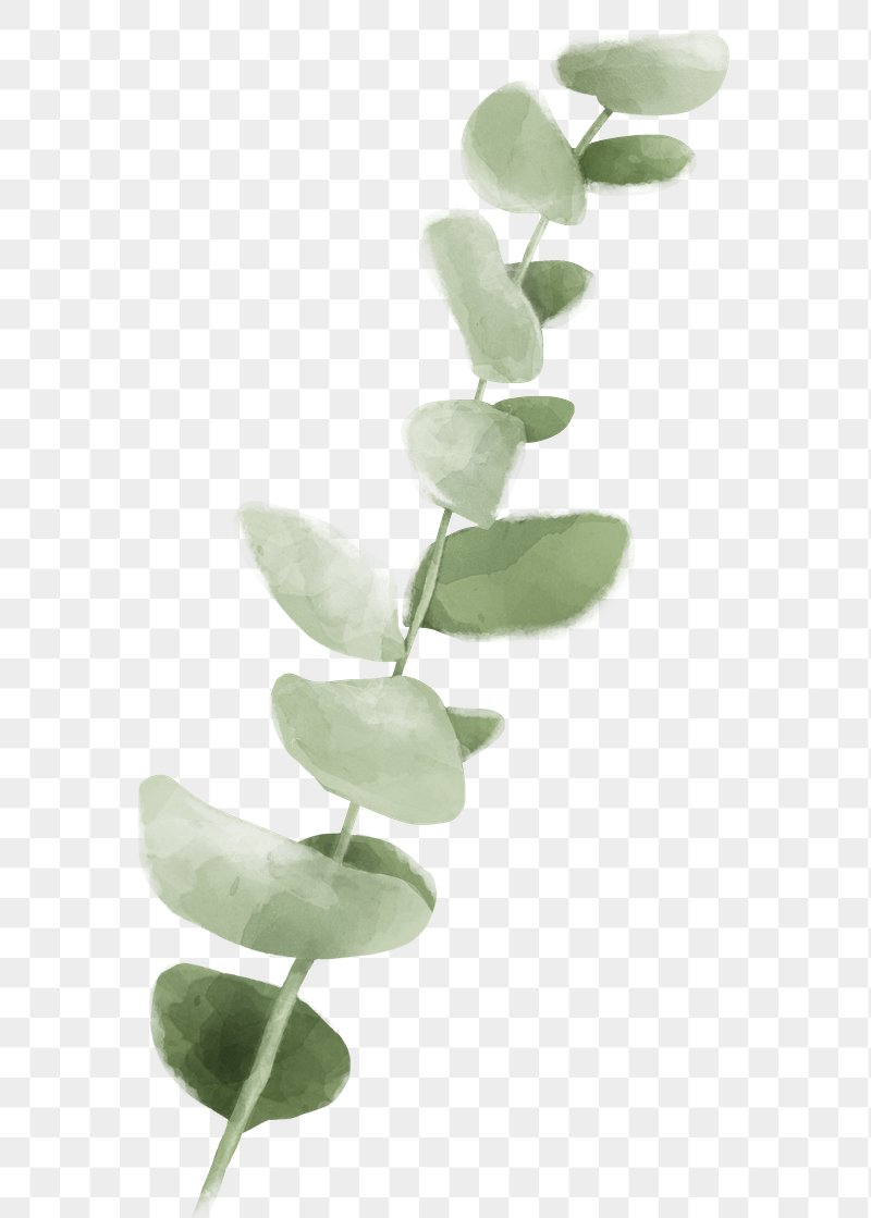 Watercolor Eucalyptus Clipart Eucalyptus Leaves Eucalyptus - Clipart ...