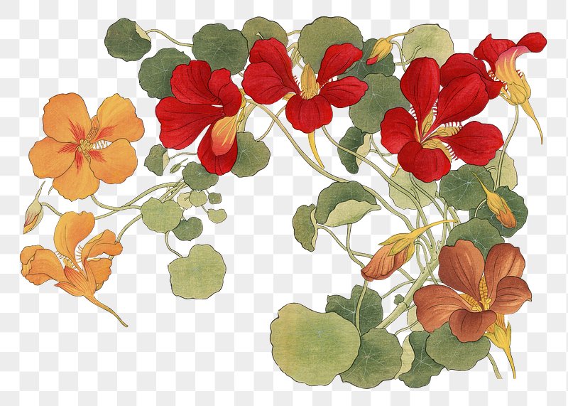 Nasturtium Flower Illustration - Botanical Art for Gardens & Design
