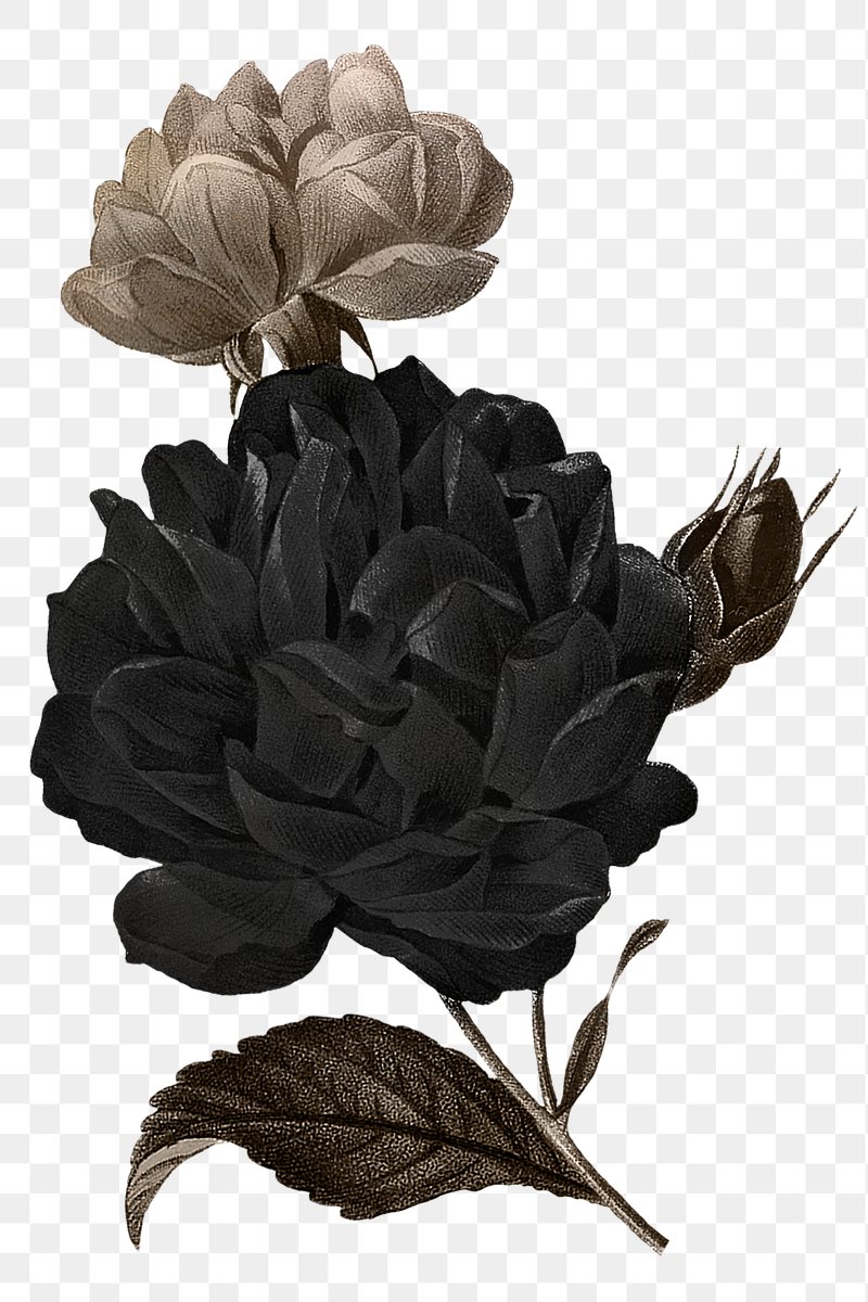 Vintage botanical illustration of a black rose with sepia-toned bud and leaf on transparent background.