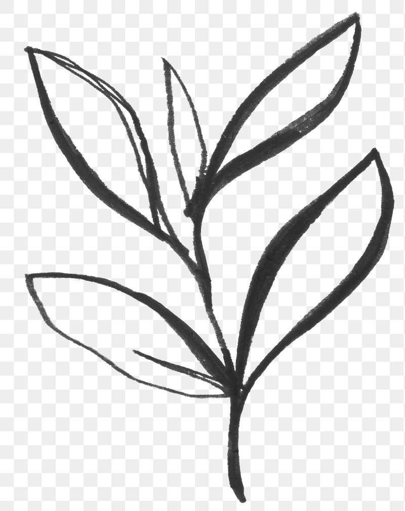 Minimalist Leaf Sketch - Free Transparent PNG for Design Projects