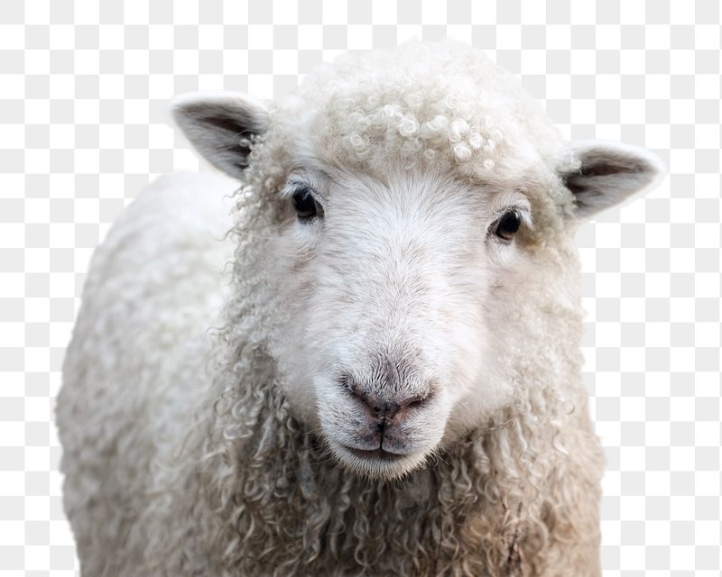Close-up portrait of a fluffy white sheep with curly wool and gentle eyes, isolated on transparent background.