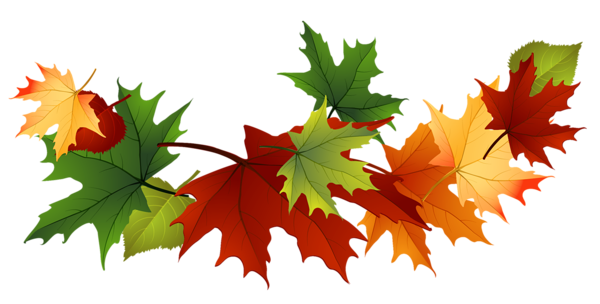 Vibrant autumn maple leaves in red, orange, yellow, and green arranged diagonally on black background.