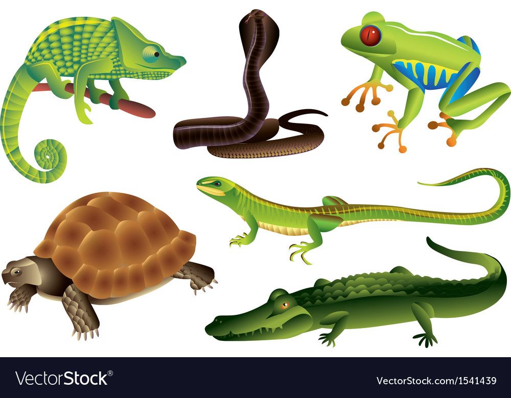 frees amphibians - Clip Art Library