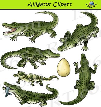 Collection of green alligator clipart illustrations including adults, juveniles, an egg, and a fish-carrying alligator.