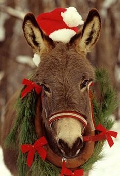 Christmas Donkey Photo - Holiday Animal Charm & Festive Spirit