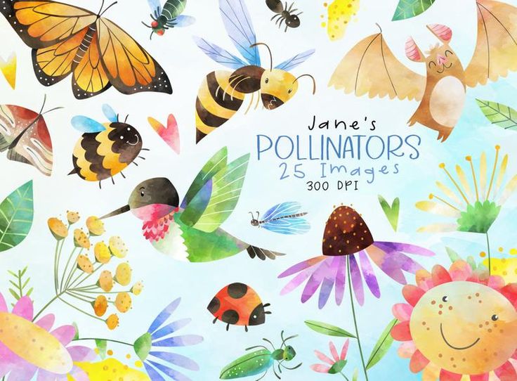 Watercolor illustration of pollinators including bees, butterflies, hummingbirds, bats, and flowers; titled "Jane's Pollinators".
